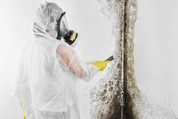 Best Local Mold Removal Service  in Redfield, SD