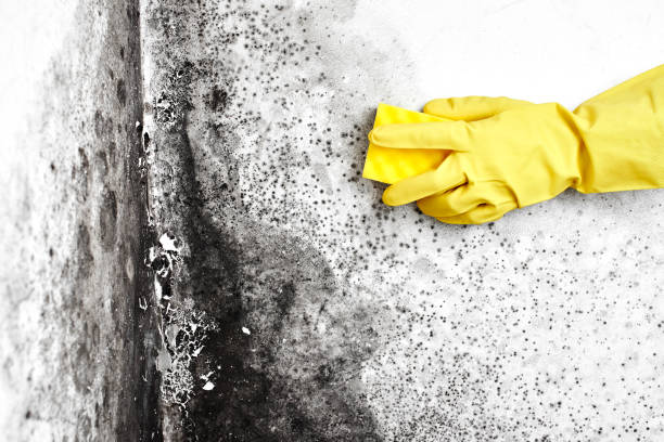 Best Black Mold Removal  in Redfield, SD