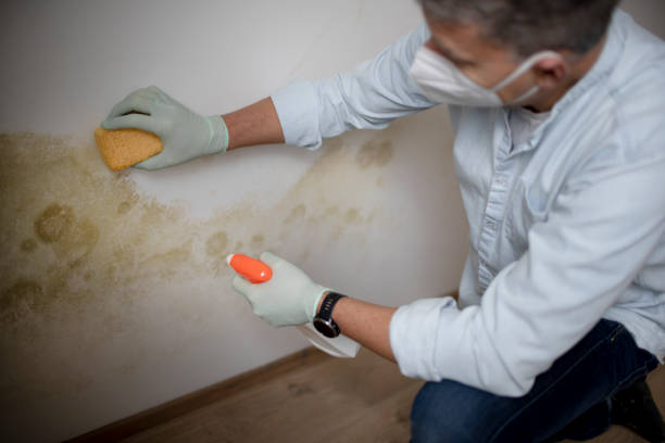 Best Home Mold Removal  in Redfield, SD