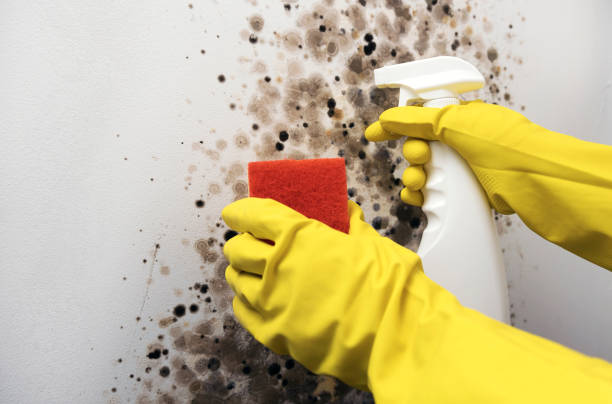 Best Best Mold Removal Companies  in Redfield, SD