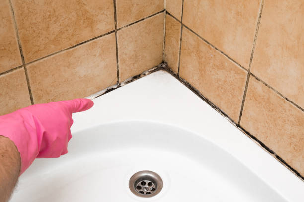 Office Mold Removal Services in Redfield, SD